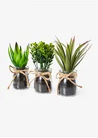 Succulentes artificielles en pot de verre (Ens. 3 pces.), bonprix