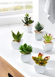 Mini-succulentes artificielles (Ens. 6 pces.), bpc living bonprix collection