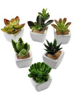 Mini-succulentes artificielles (Ens. 6 pces.), bpc living bonprix collection