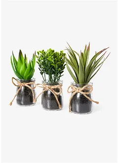 Succulentes artificielles en pot de verre (Ens. 3 pces.), bonprix